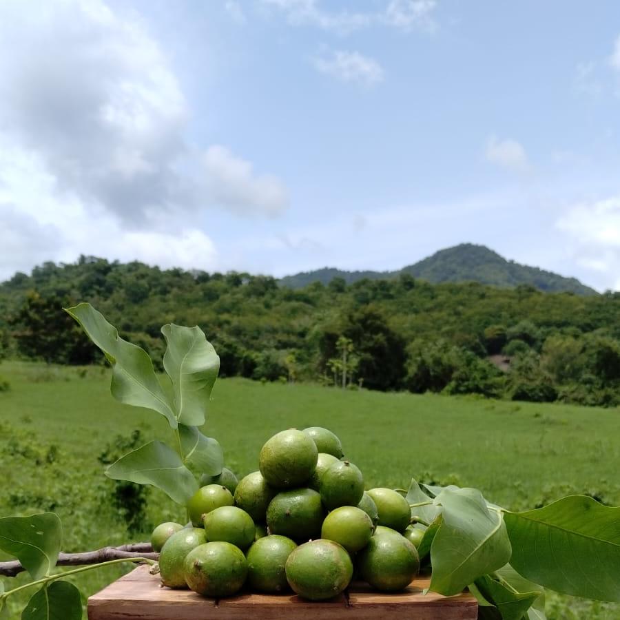 Mermelada de Quenepa (Spanish Lime)