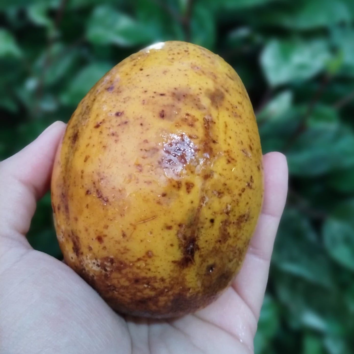 Mermelada de Jobos (June Plum)