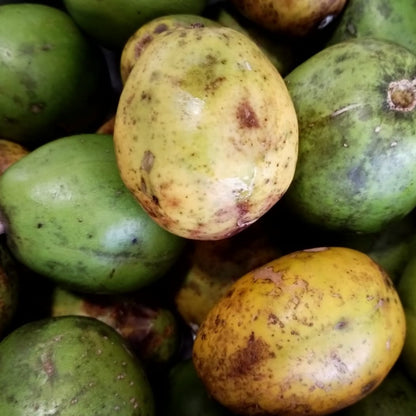 Mermelada de Jobos (June Plum)