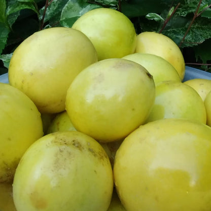 Mermelada de Parcha (Passion Fruit)